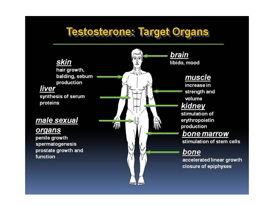 testosterone target organs