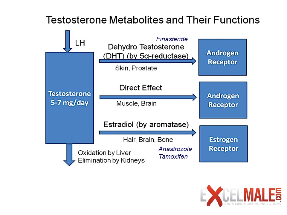 testosterone metabolites function