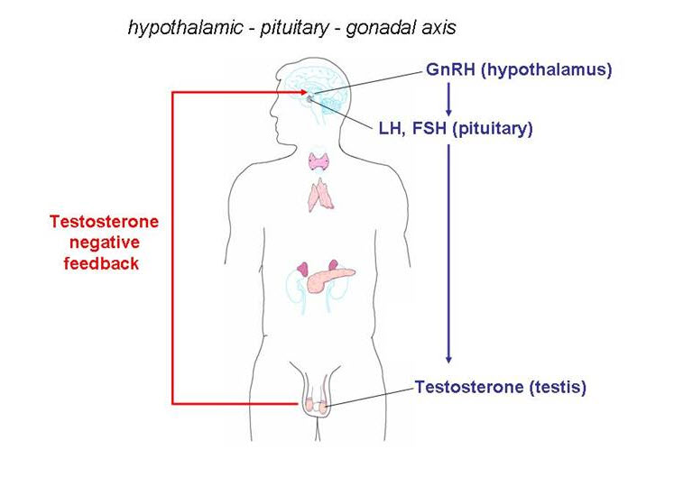 testosterone hormone feedback