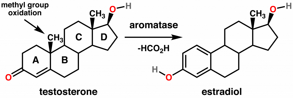 testosterone converts into estradiol 