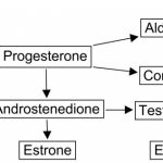 dhea pathway 1