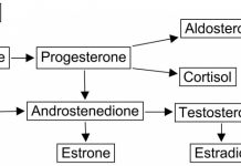 dhea pathway 1