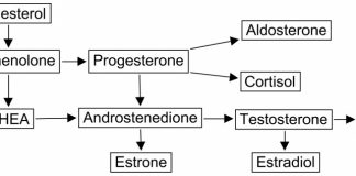 dhea pathway 1