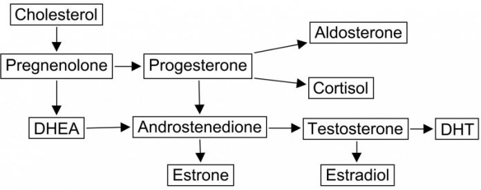 dhea pathway 1