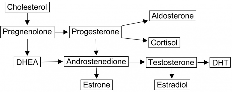 dhea-pathway.jpg