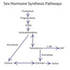 hormone cascade 2