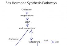 hormone cascade 2