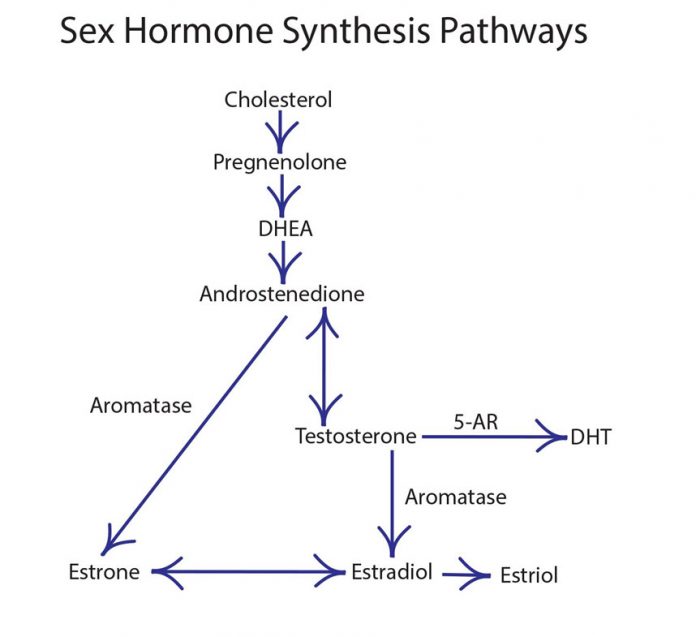 hormone cascade 2