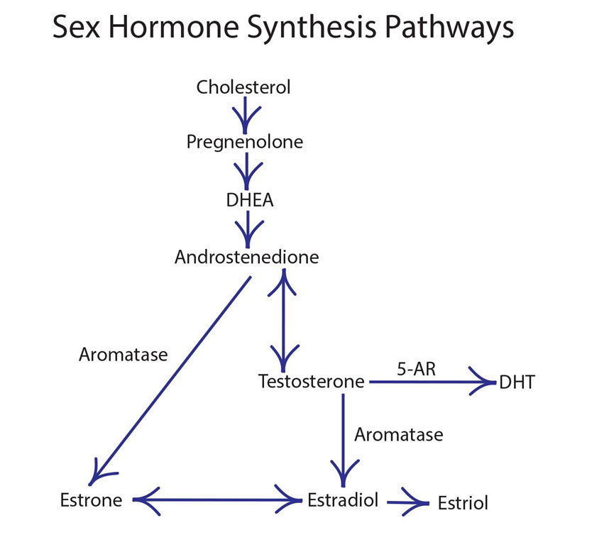 hormone cascade pregnenolone DHEA