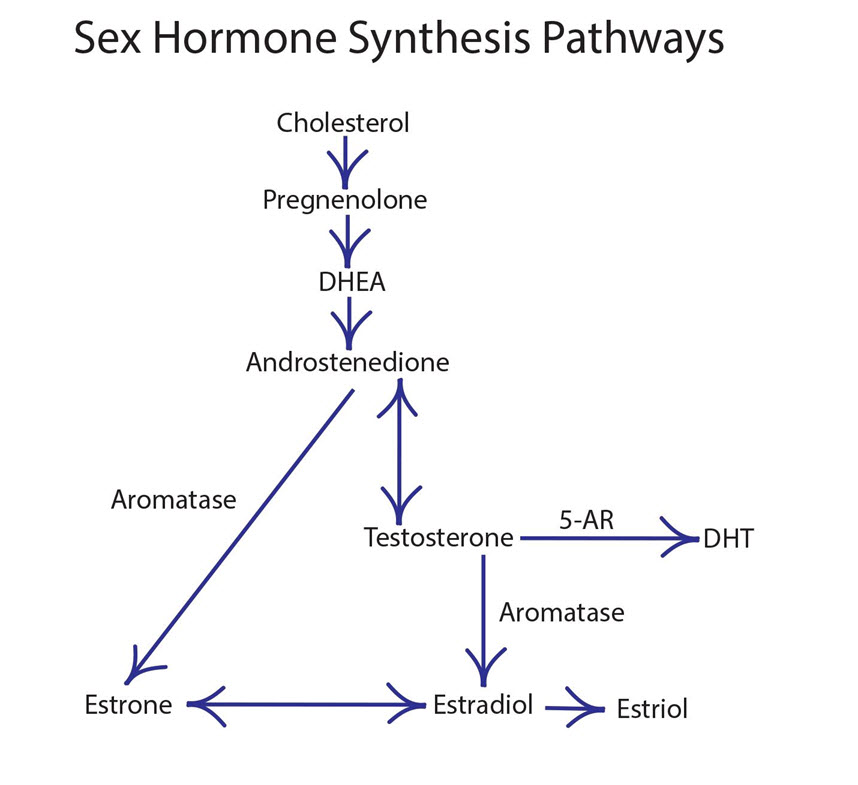 hormone-cascade-2.jpg