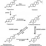 pregnenolone progesterone