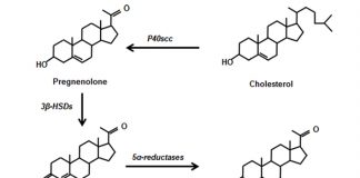 pregnenolone progesterone