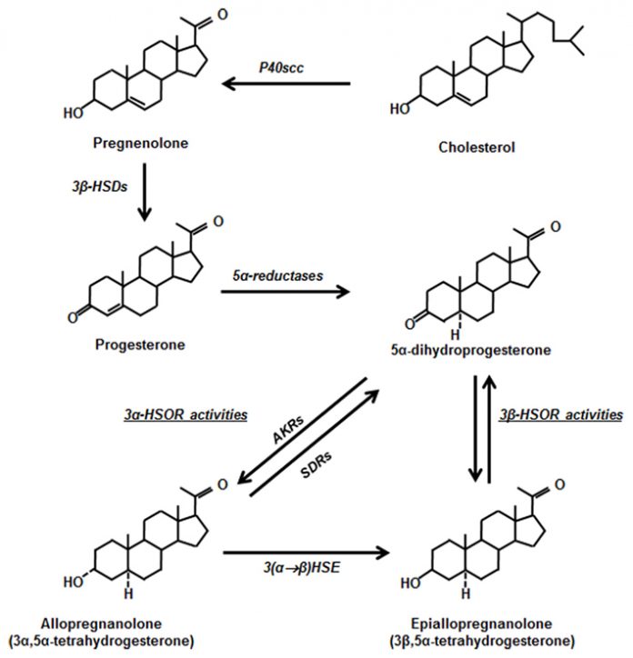 pregnenolone progesterone